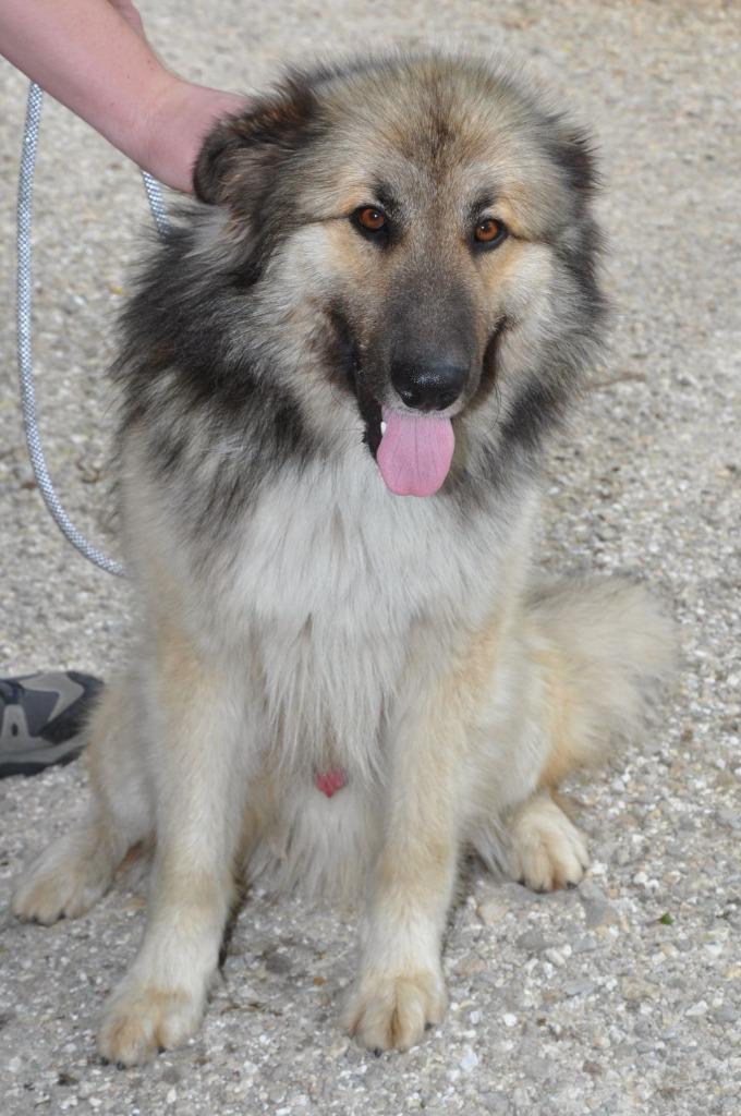 Bud (aka Buddy), a Adoptable Mixed Breed in Crocker, MO image 4/6