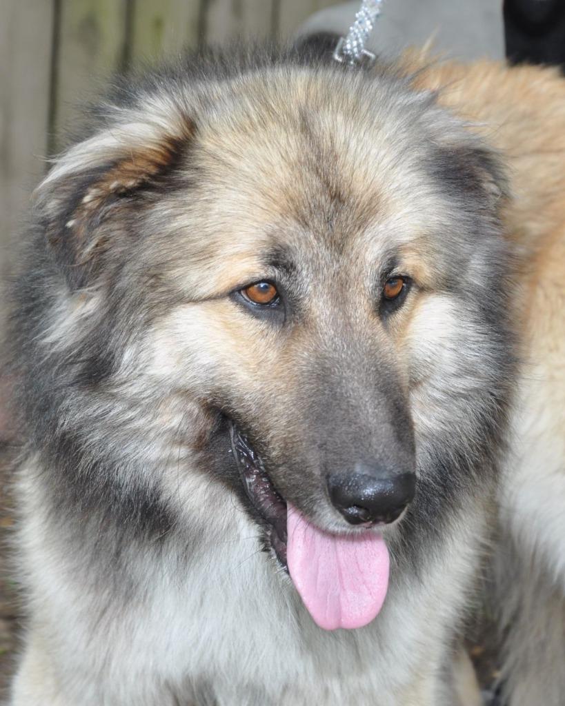 Bud (aka Buddy), a Adoptable Mixed Breed in Crocker, MO image 5/6