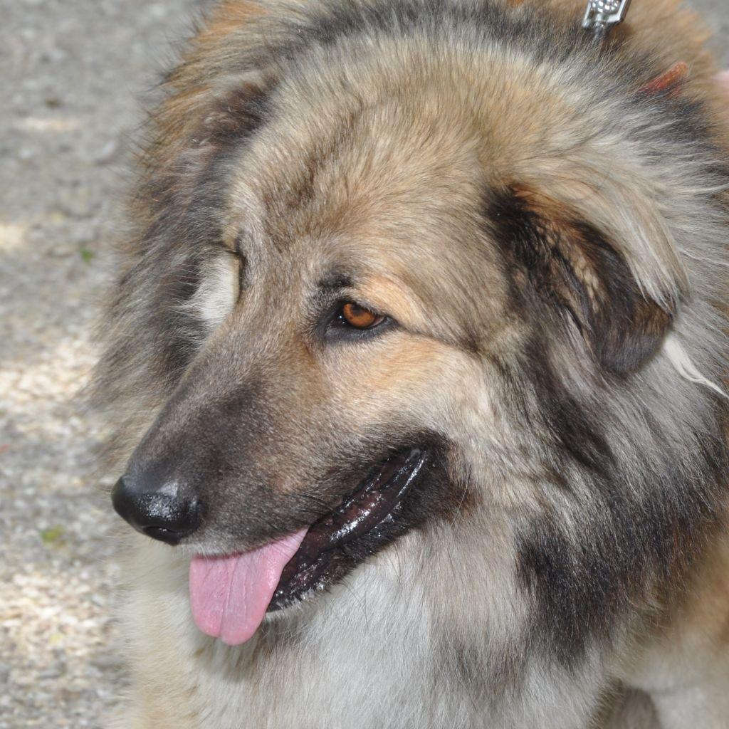 Bud (aka Buddy), a Adoptable Mixed Breed in Crocker, MO image 6/6