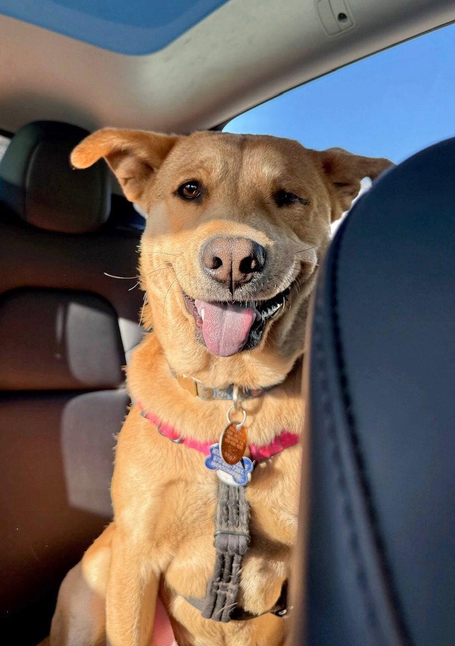 Misty, Adoptable, Young Female Chow Chow.