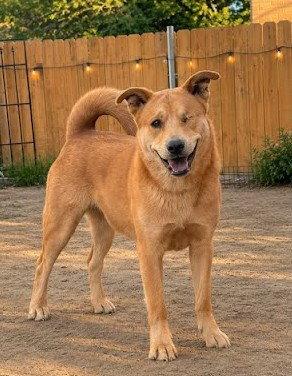 Misty, a Adoptable Chow Chow in Winter Park, CO image 3/3