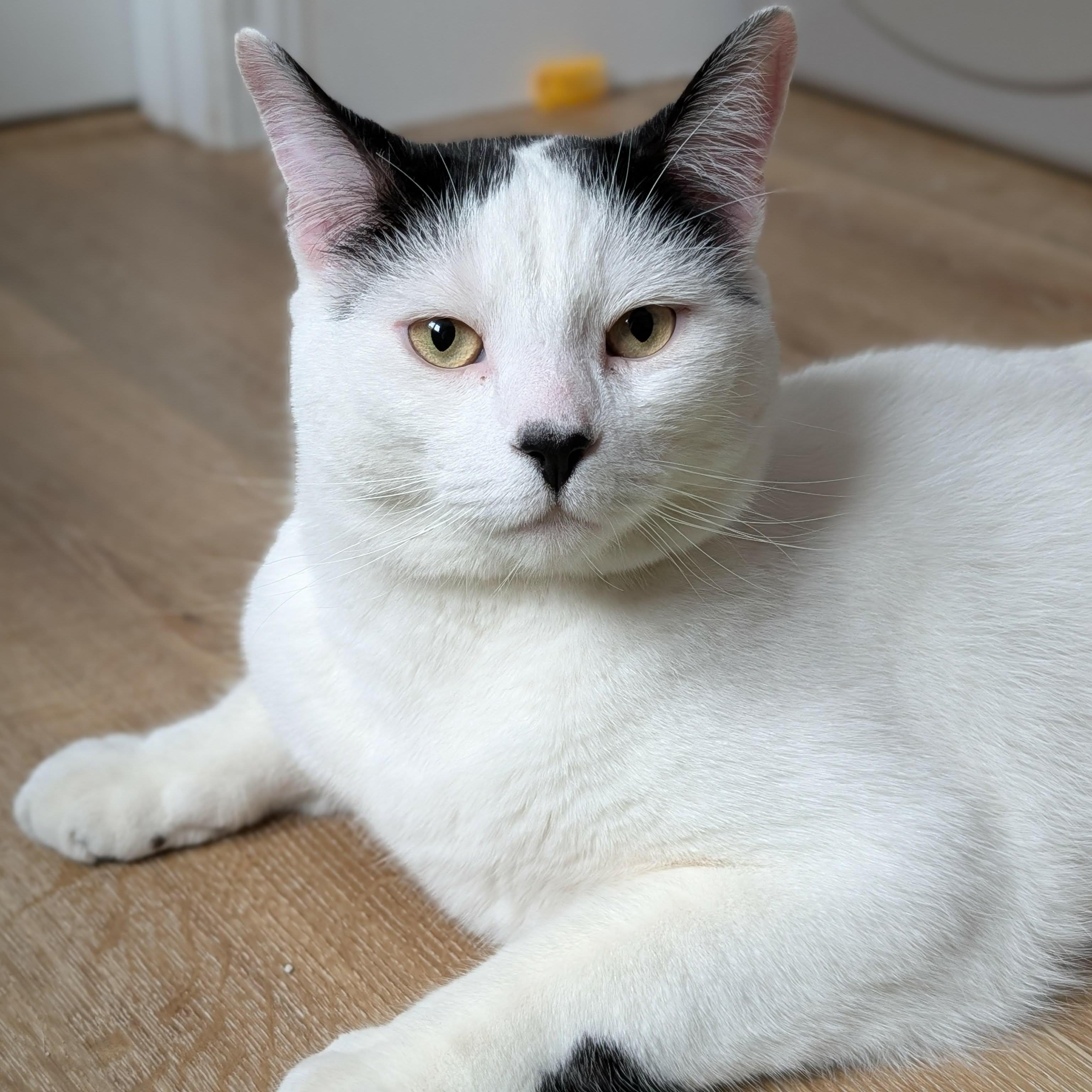 Enlarge Dash - A Chill & Snuggly Guy! , an adopted Domestic Short Hair in Hamilton, ON image 1/6