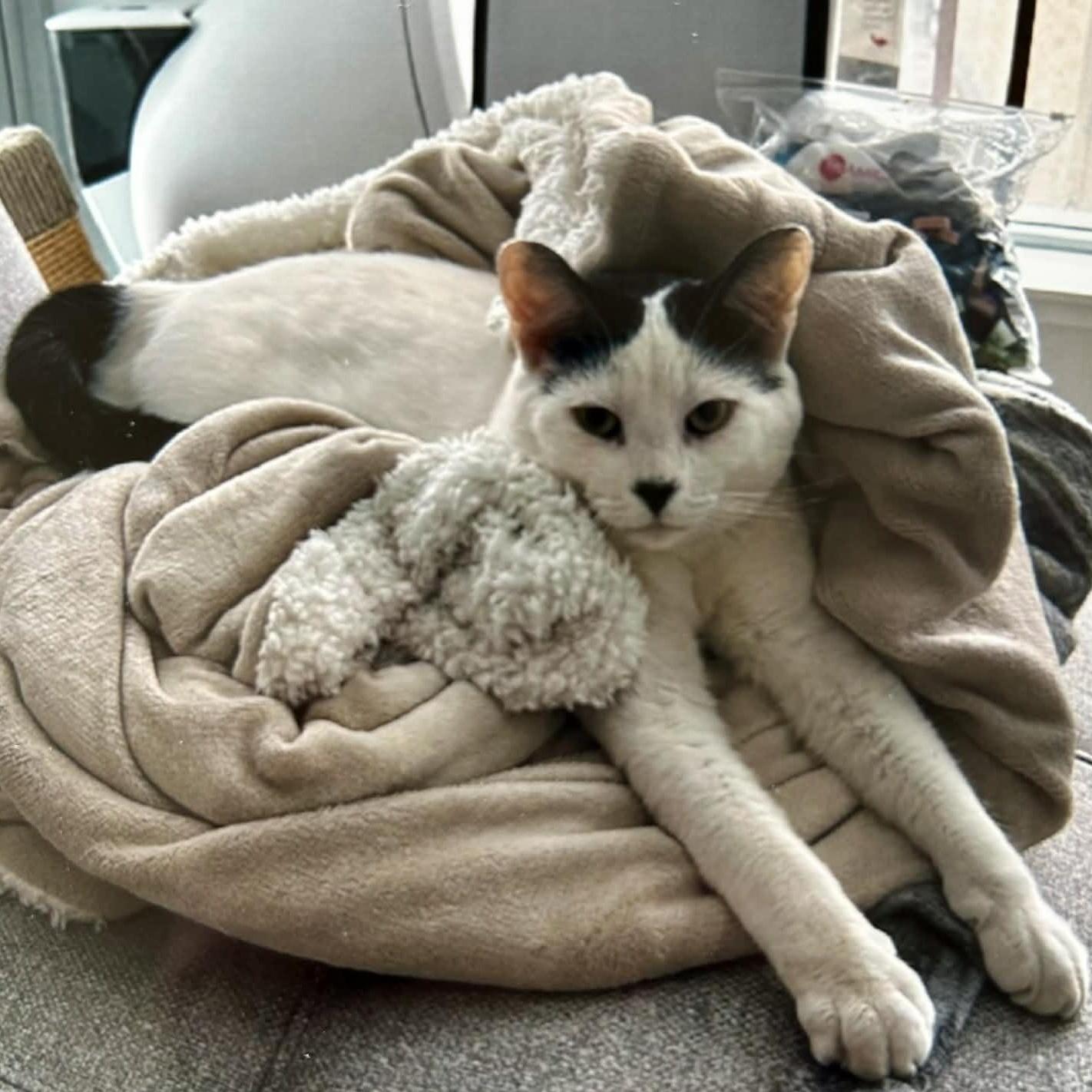 Enlarge Dash - A Chill & Snuggly Guy! , an adopted Domestic Short Hair in Hamilton, ON image 4/6