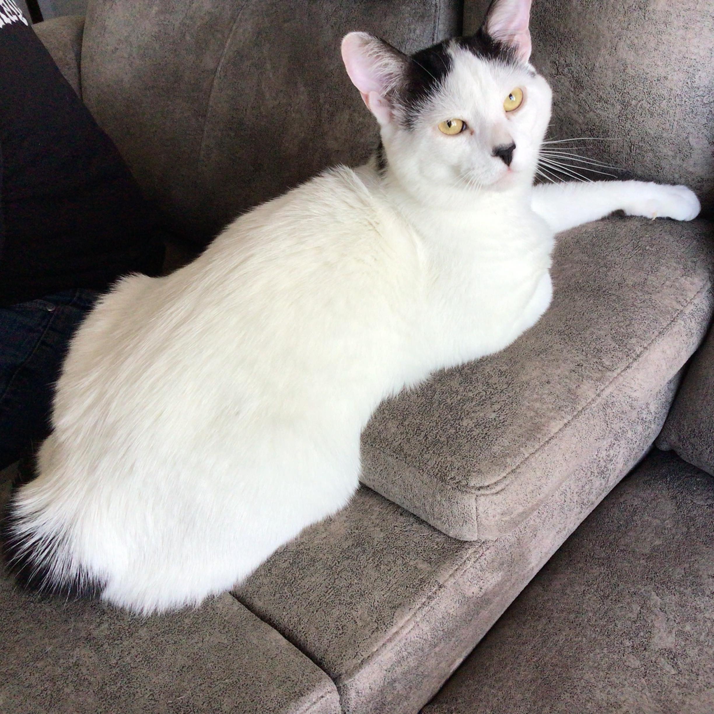 Enlarge Dash - A Chill & Snuggly Guy! , an adopted Domestic Short Hair in Hamilton, ON image 5/6