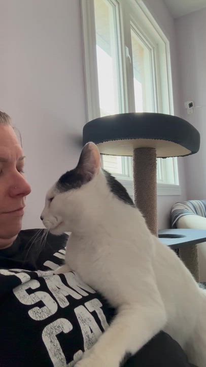 Enlarge Dash - A Chill & Snuggly Guy! , an adopted Domestic Short Hair in Hamilton, ON video 2/6