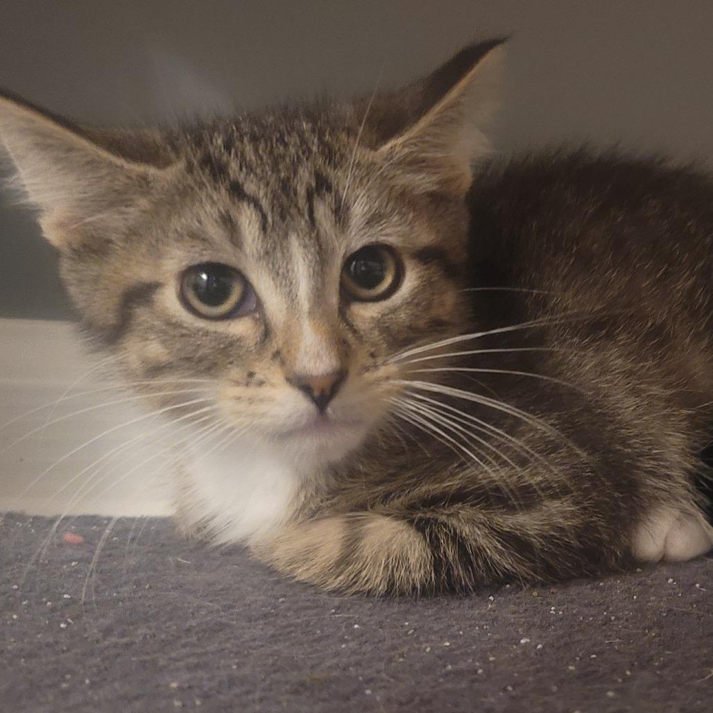 Finn, a Adoptable Domestic Medium Hair in Richmond, MO image 2/2