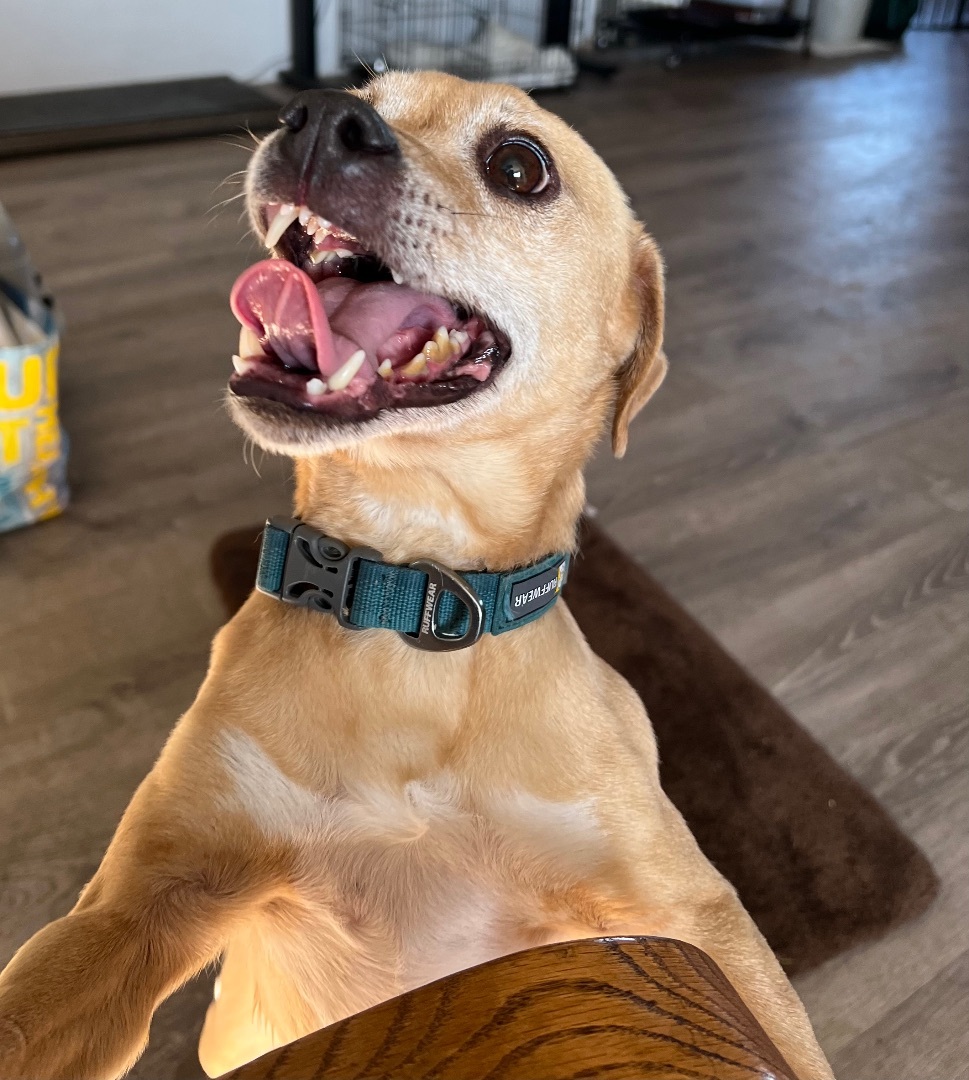 Sarge, Adult Male Chihuahua
