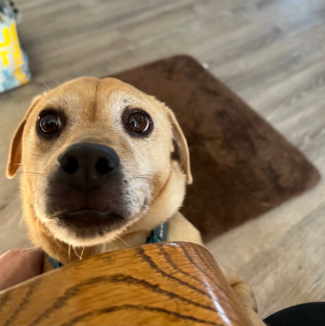 Sarge, a Adoptable Chihuahua in Bend, OR image 5/5