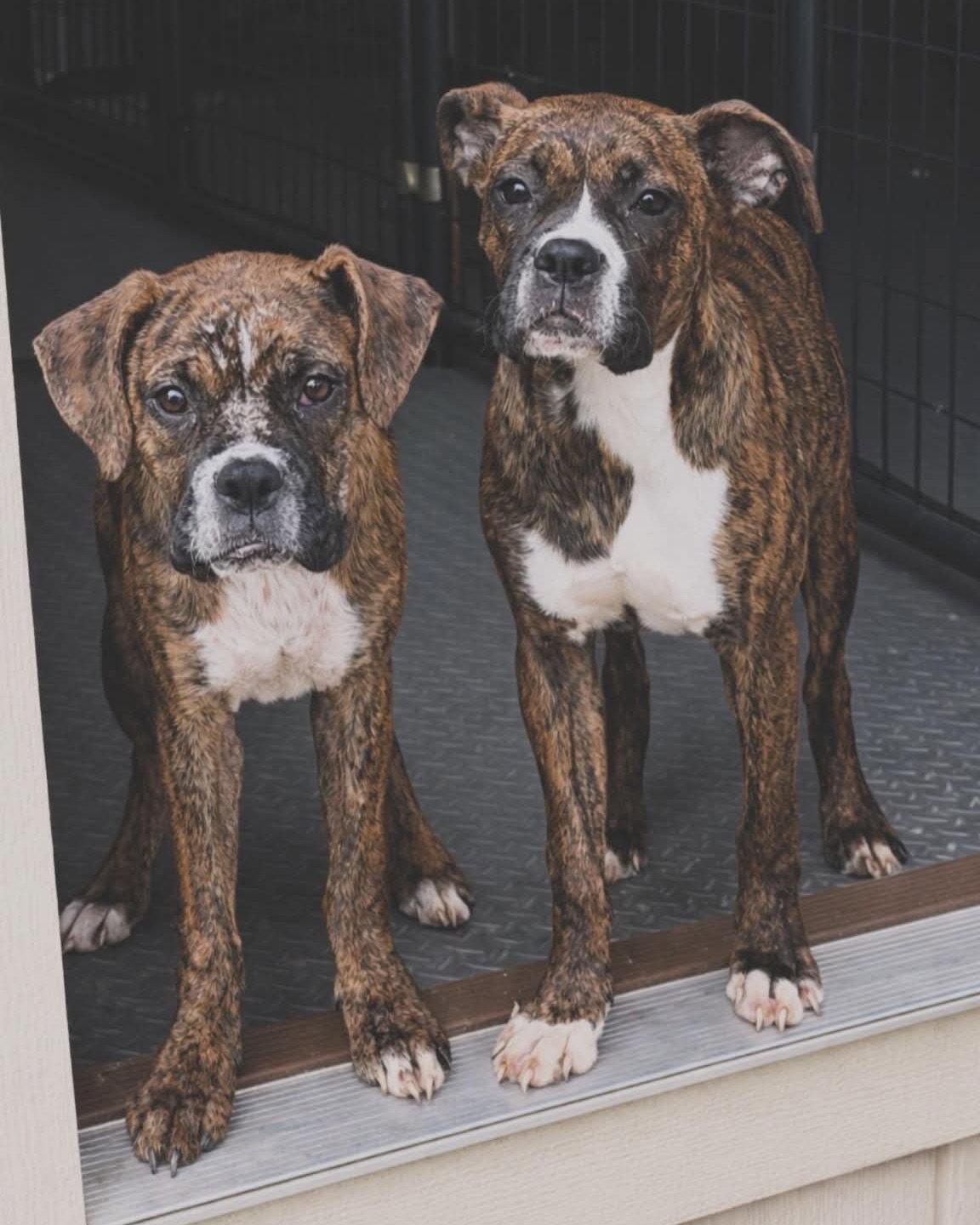 Venus, Adopted, Puppy Female Boxer.