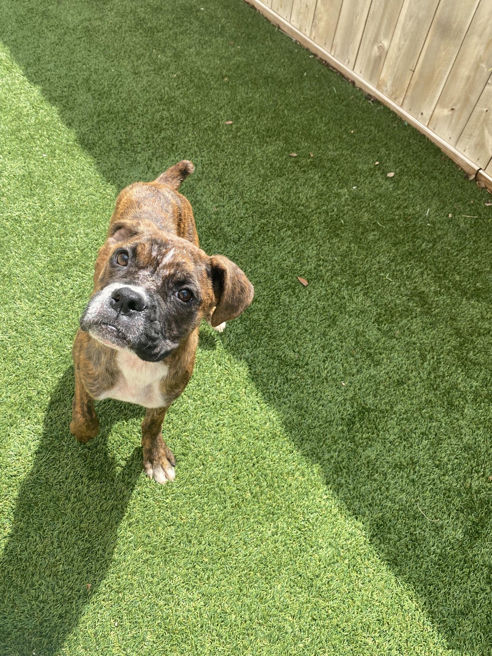 Enlarge Venus, a Adopted Boxer in Monticello, NY image 2/2