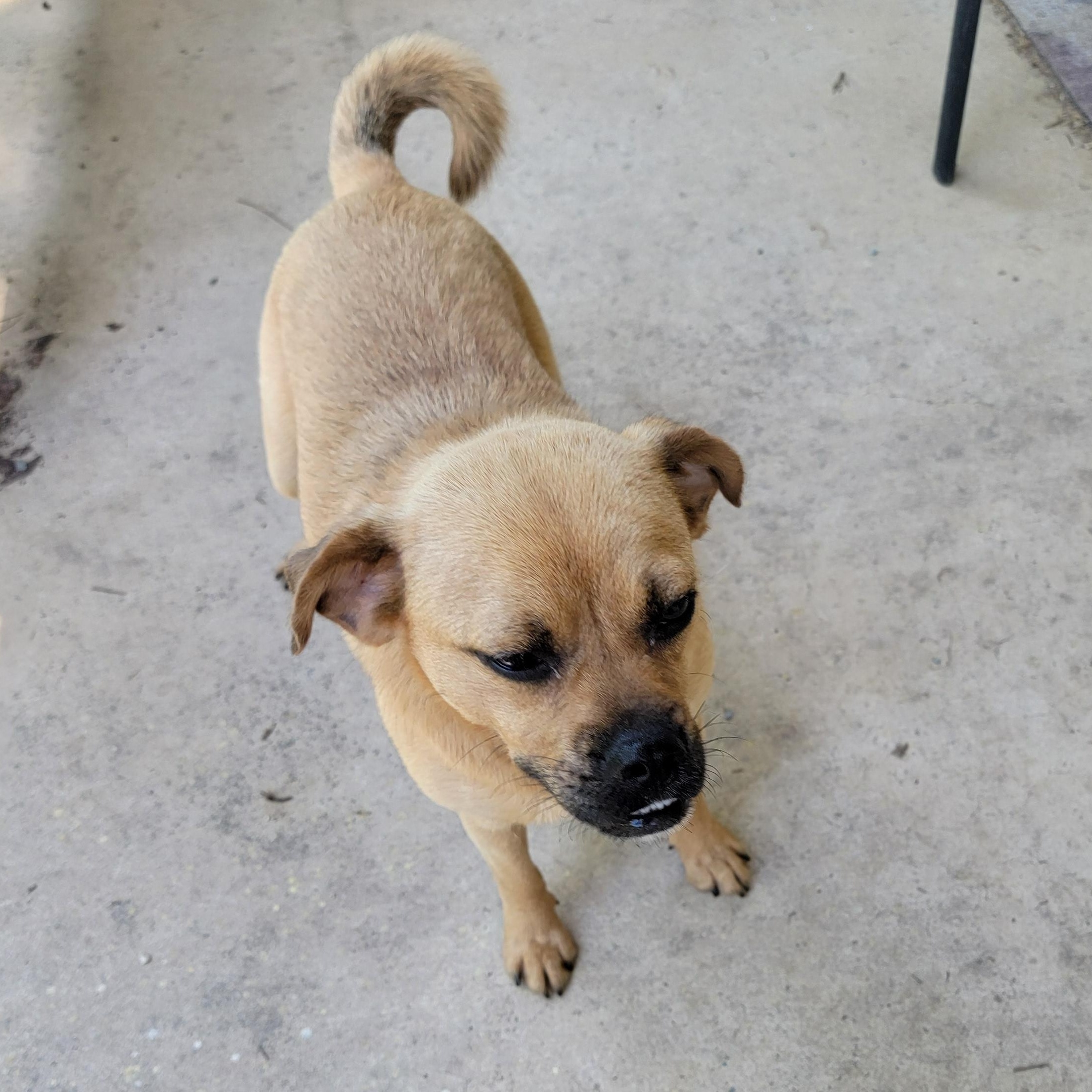 Enlarge Kiwi, a Adoptable Puggle in Van Alstyne, TX image 5/6