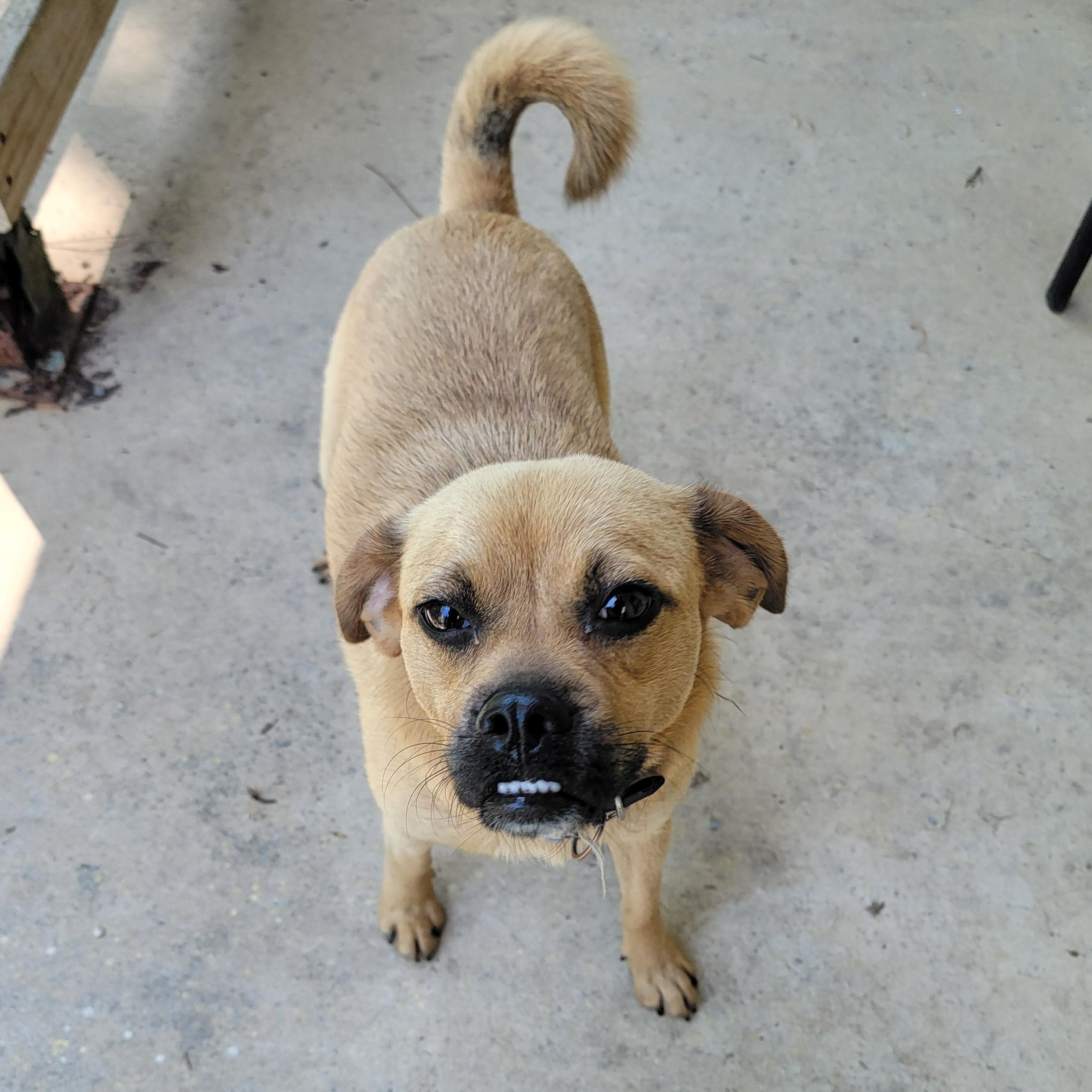 Enlarge Kiwi, a Adoptable Puggle in Van Alstyne, TX image 4/6