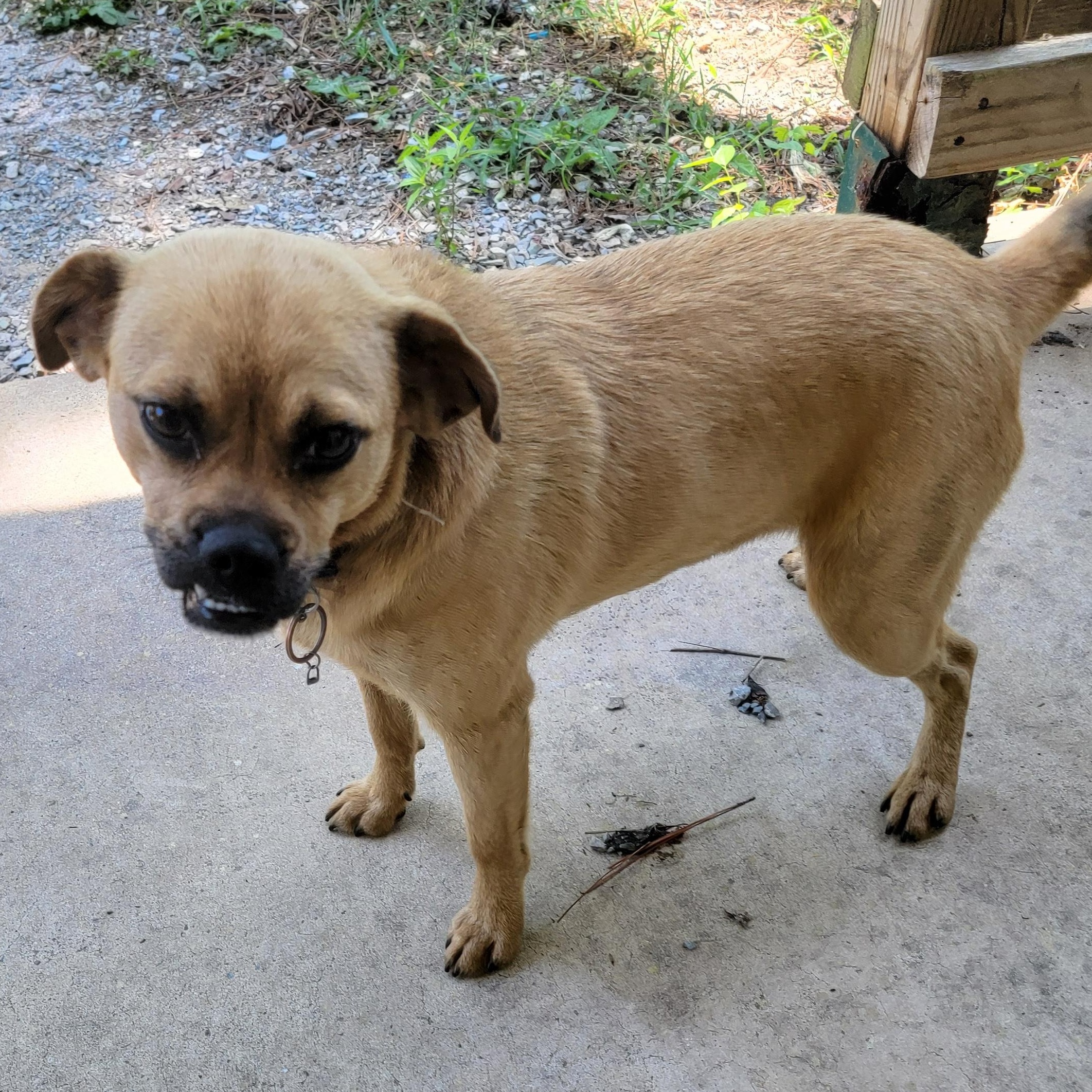 Enlarge Kiwi, a Adoptable Puggle in Van Alstyne, TX image 6/6