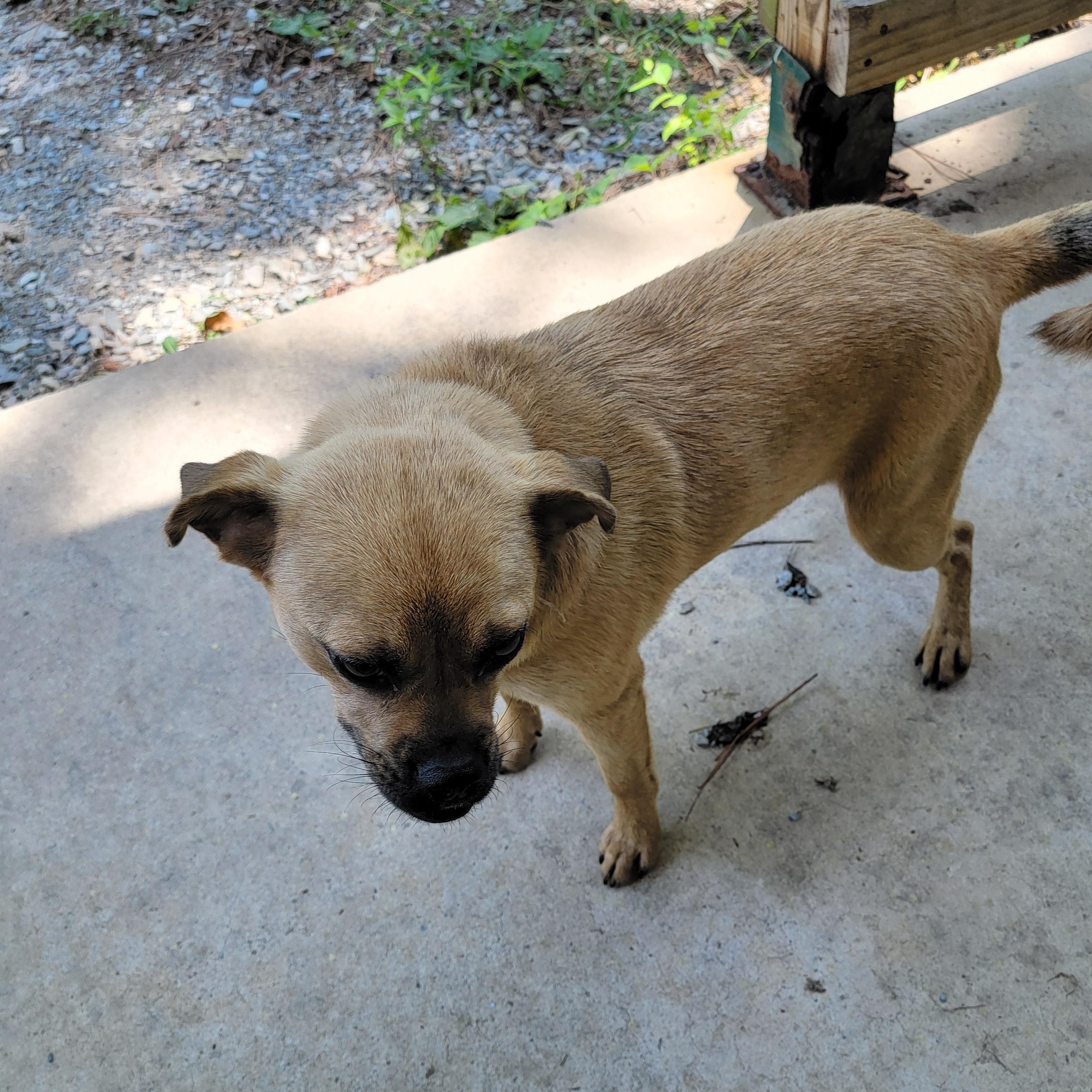 Enlarge Kiwi, a Adoptable Puggle in Van Alstyne, TX image 3/6