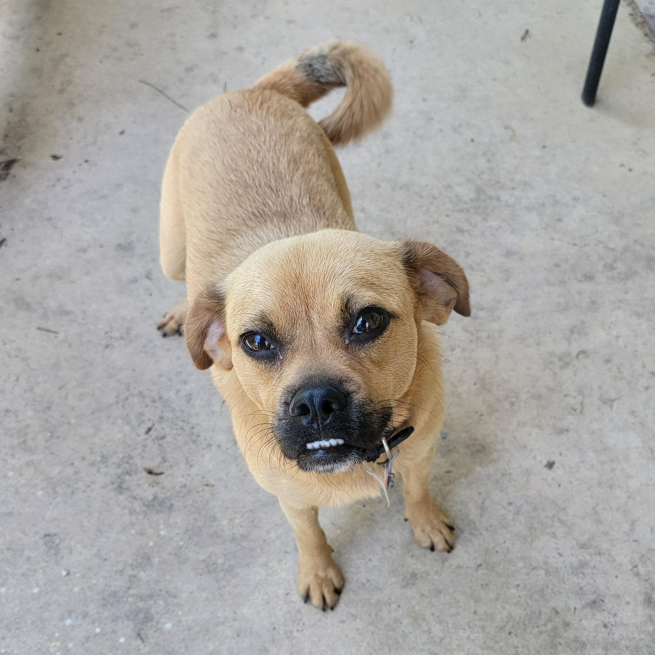 Kiwi, ADOPTABLE, Adult Female Puggle.