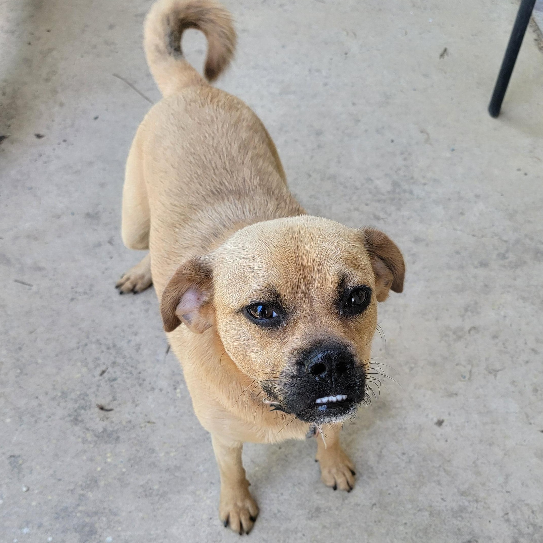 Enlarge Kiwi, a Adoptable Puggle in Van Alstyne, TX image 2/6