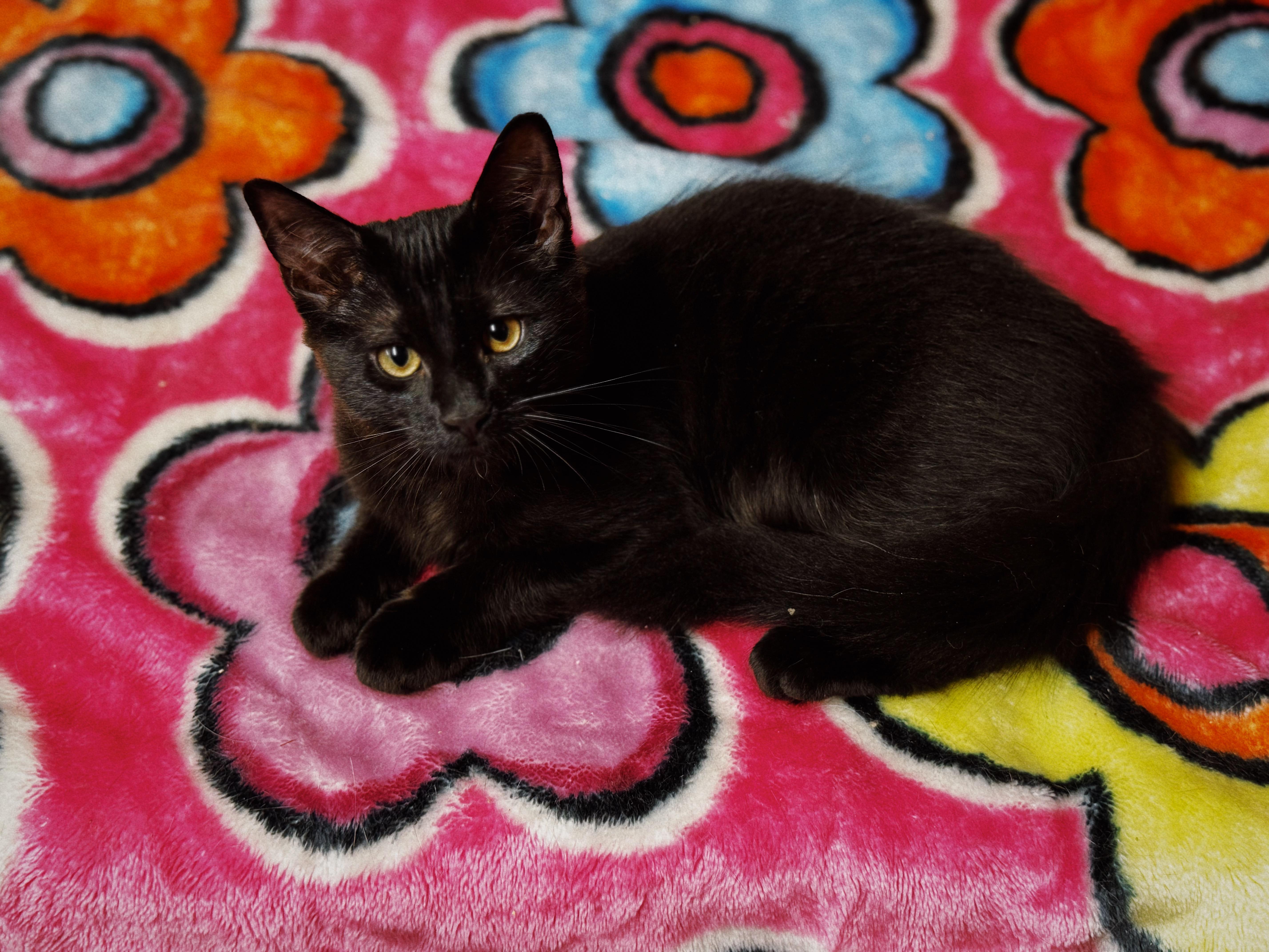Vinnie, Baby Male Domestic Medium Hair