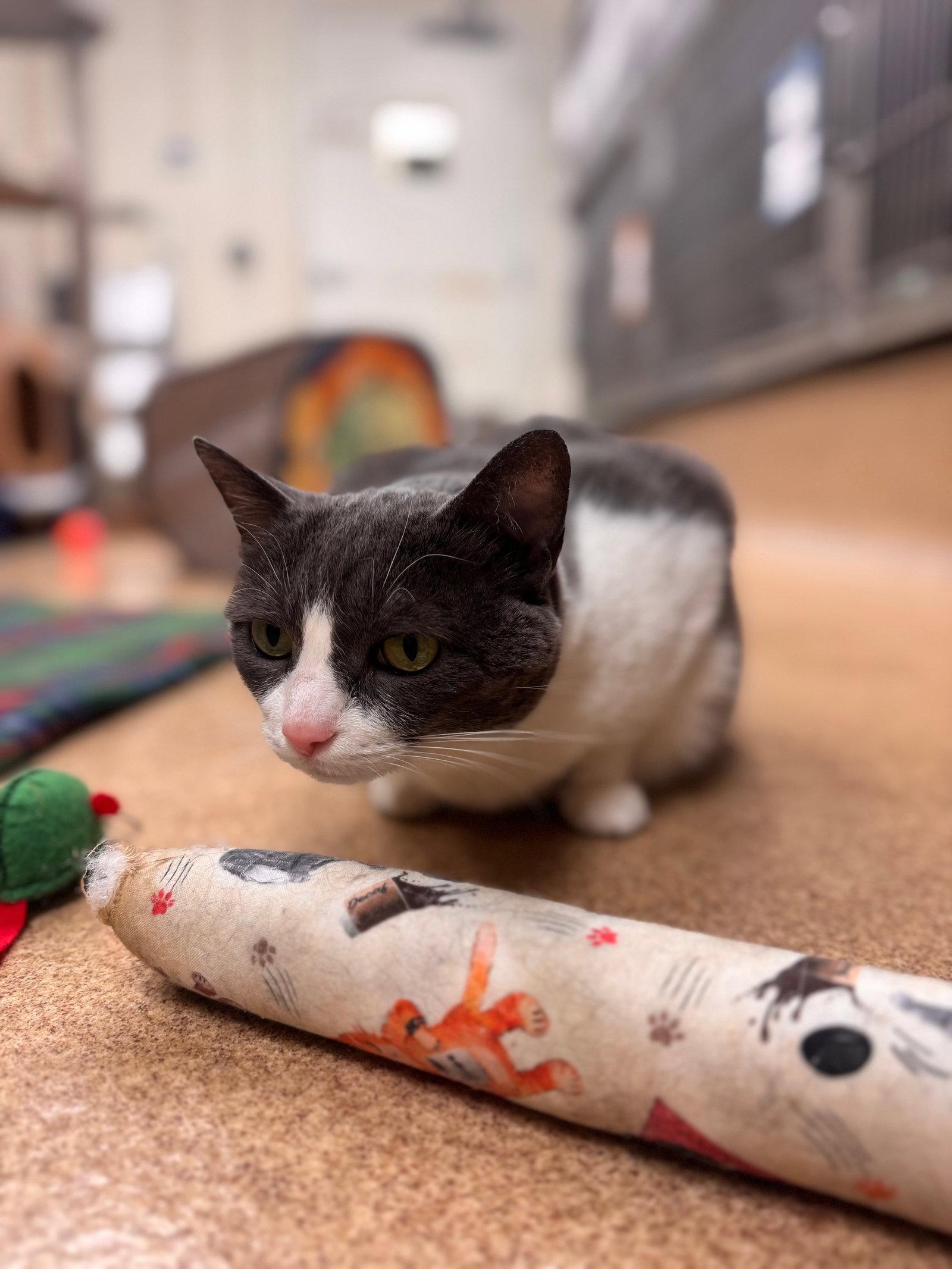 Enlarge Bitsy, a Adoptable Domestic Short Hair in Brick, NJ image 2/2