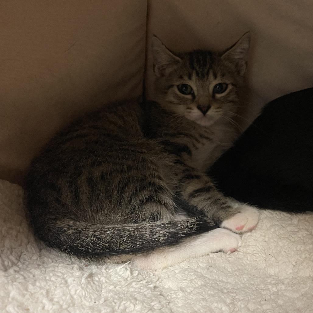 Maldives, a Adoptable Domestic Short Hair in Juno Beach, FL image 1/3