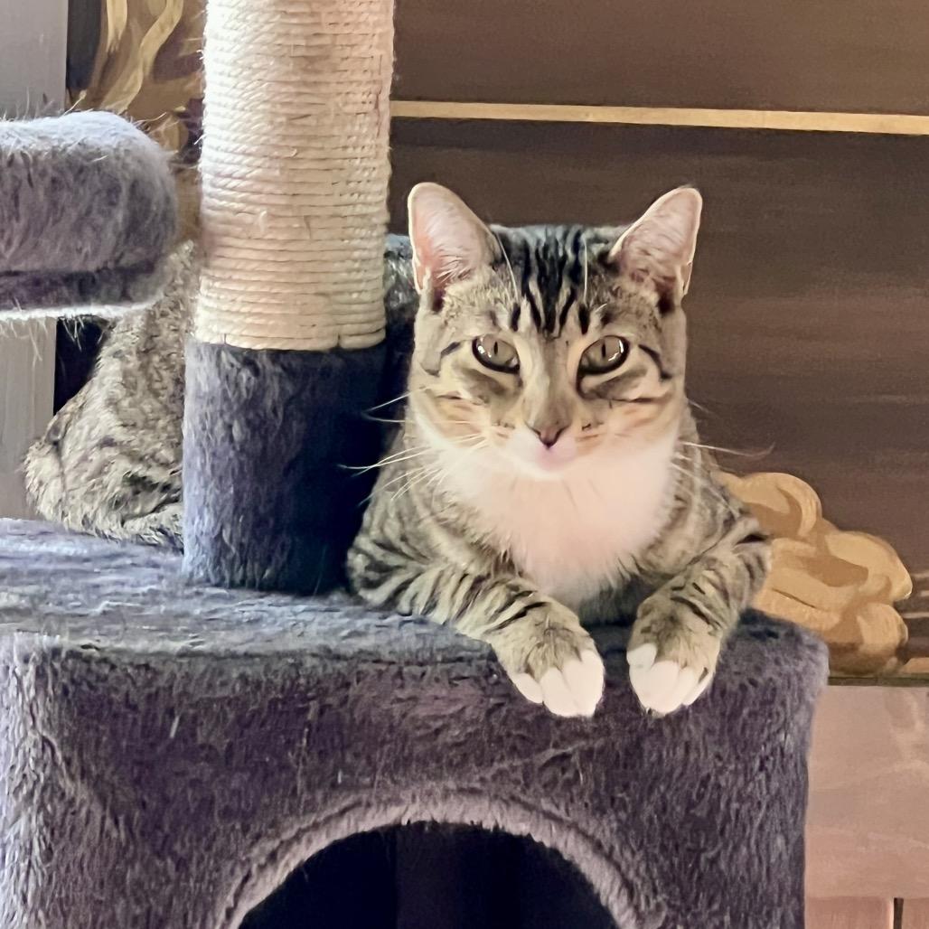 Enlarge Maldives, a Adoptable Domestic Short Hair in Juno Beach, FL image 2/6