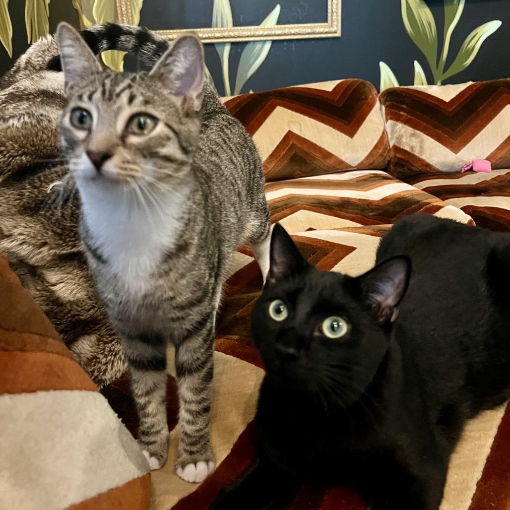 Enlarge Maldives, a Adoptable Domestic Short Hair in Juno Beach, FL image 3/6