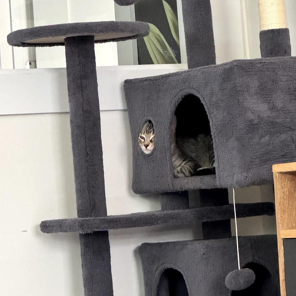 Maldives, a Adoptable Domestic Short Hair in Juno Beach, FL image 2/3