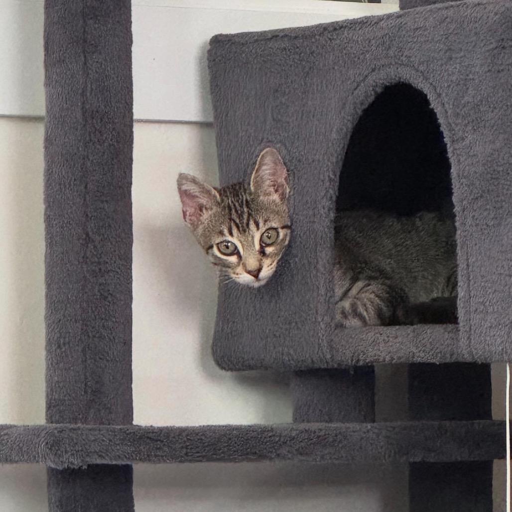 Maldives, a Adoptable Domestic Short Hair in Juno Beach, FL image 3/3