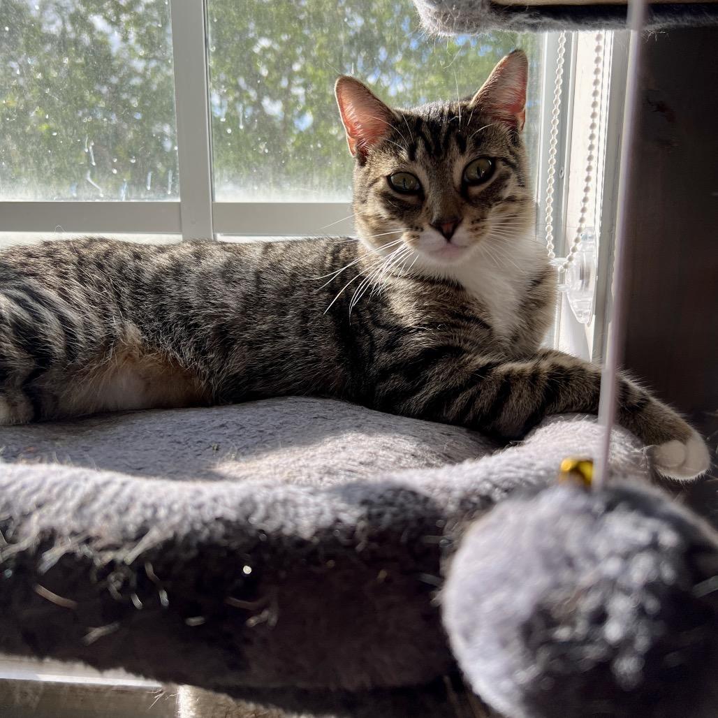 Enlarge Maldives, a Adoptable Domestic Short Hair in Juno Beach, FL image 6/6