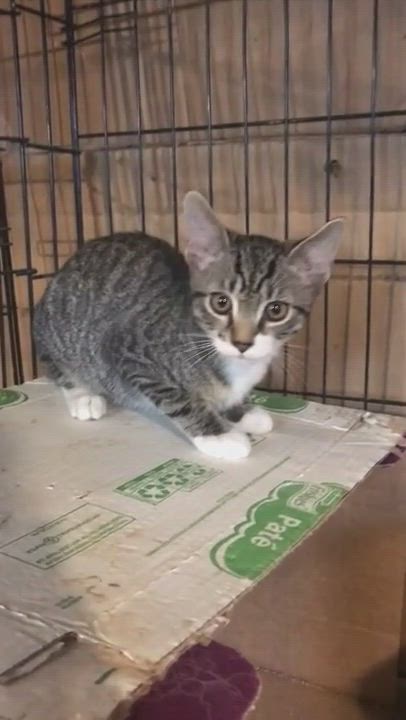Enlarge Lentil & Pinto- Little Beans with Big Personality!, a Adopted Domestic Short Hair in Stamford, CT video 6/8