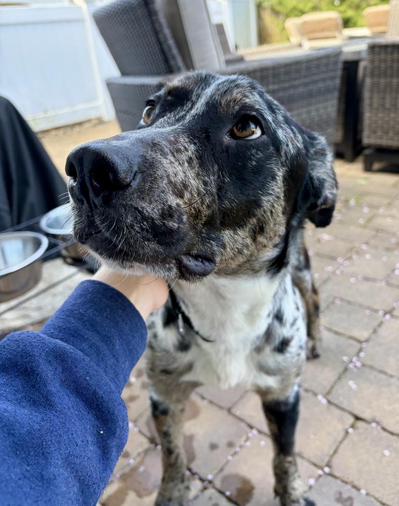 Enlarge Wells, a Adoptable mixed breed in Greenlawn, NY image 2/6