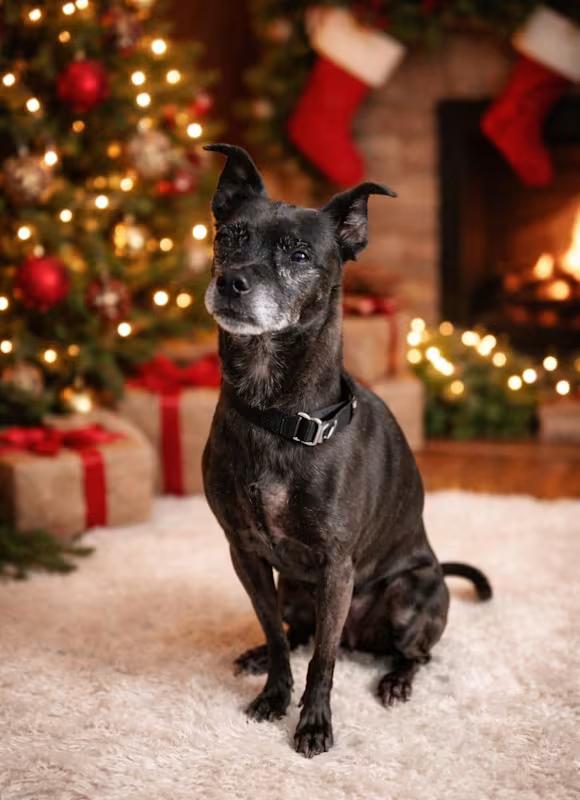 Enlarge Cooper, a ADOPTABLE Chihuahua in Temecula, CA image 2/2