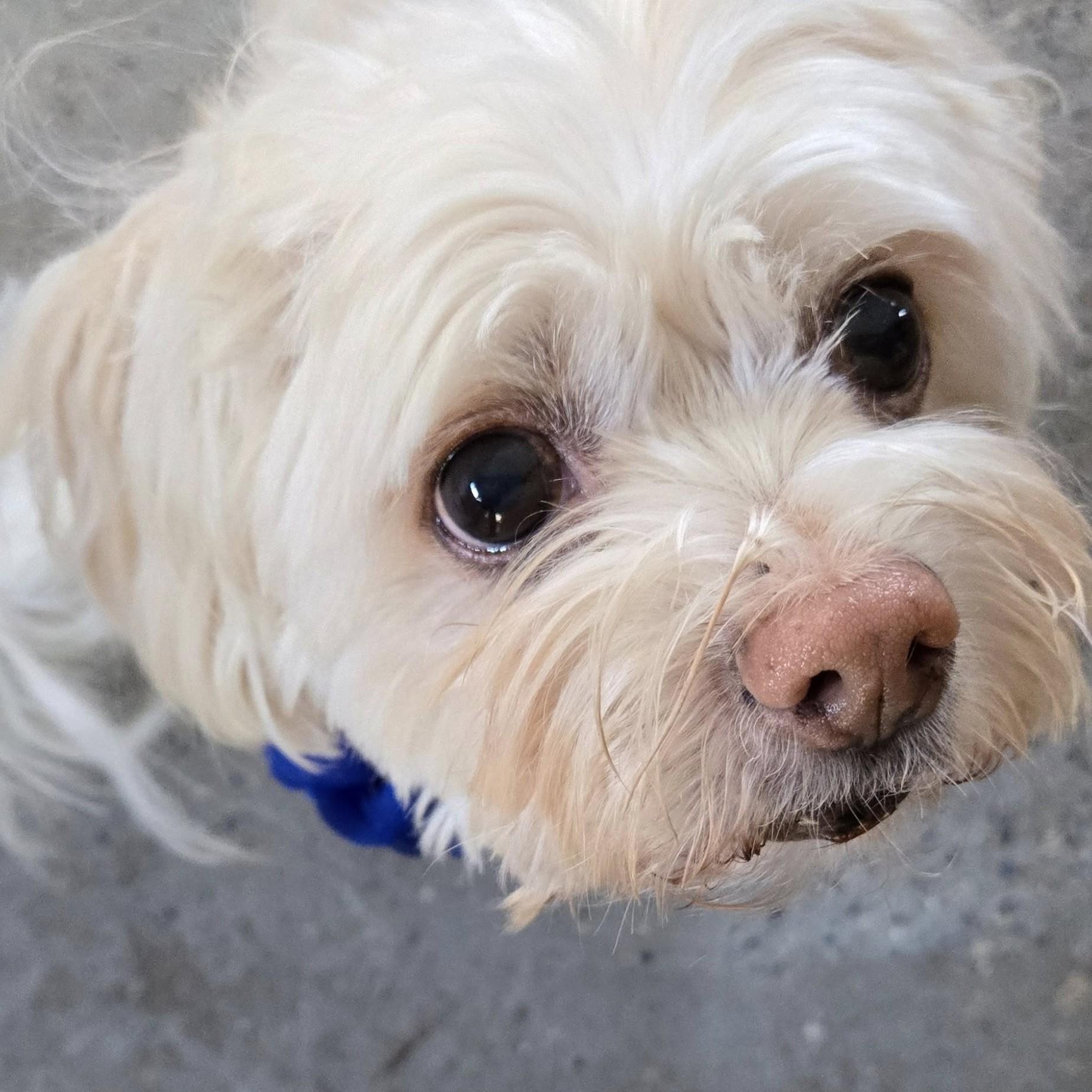 Enlarge Waffle (Bonded with Tiny Tim), a ADOPTABLE mixed breed in Shawnee, KS image 1/6