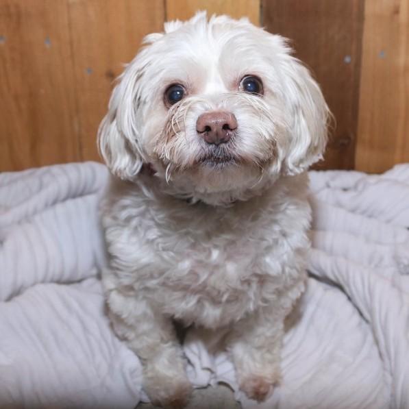 Enlarge Waffle (Bonded with Tiny Tim), a ADOPTABLE mixed breed in Shawnee, KS image 3/6