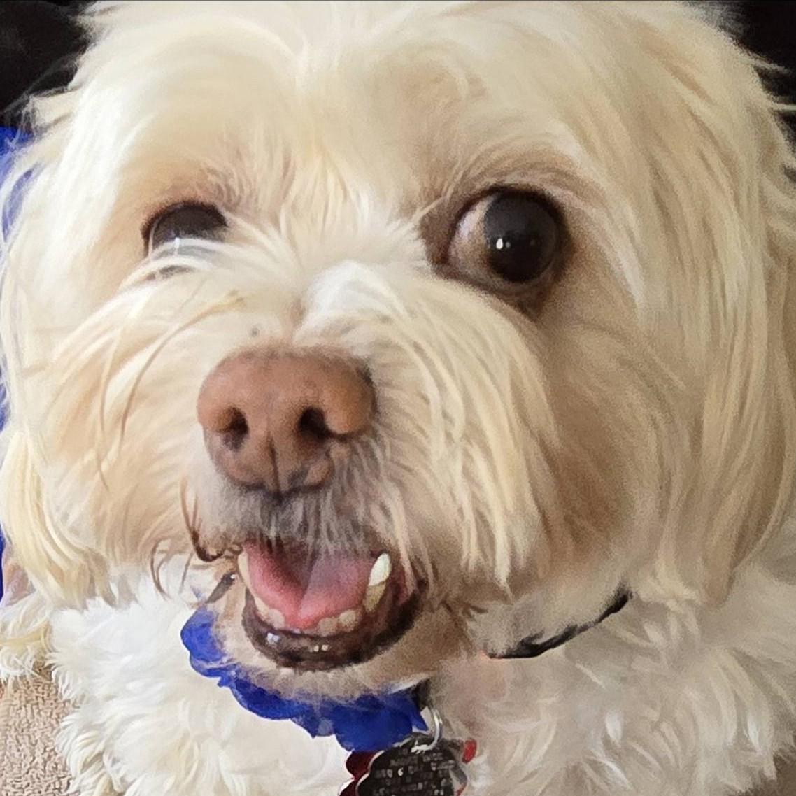 Enlarge Waffle (Bonded with Tiny Tim), a ADOPTABLE mixed breed in Shawnee, KS image 2/6