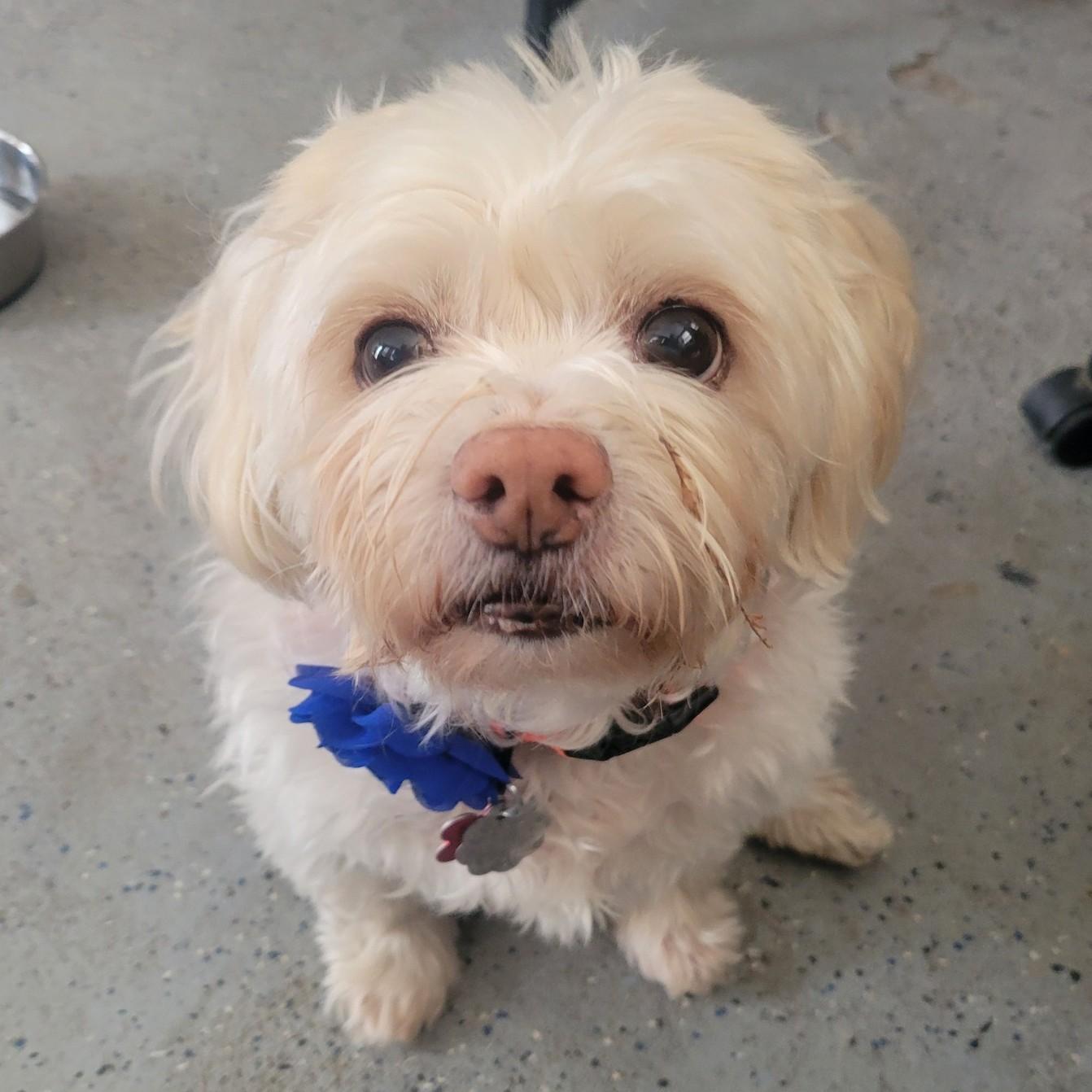 Enlarge Waffle (Bonded with Tiny Tim), a ADOPTABLE mixed breed in Shawnee, KS image 4/6