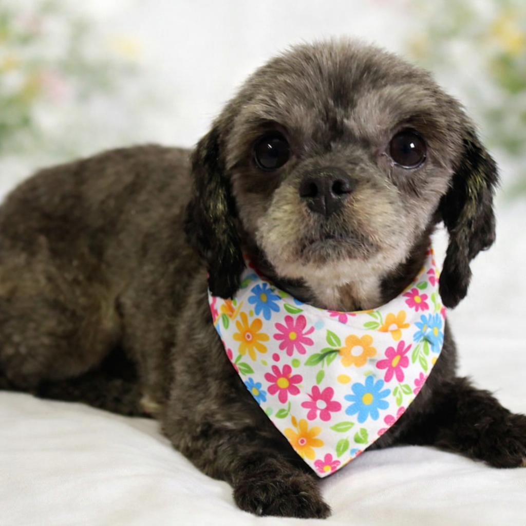 Enlarge Gertie-OS, a Adoptable Shih Tzu in Pataskala, OH image 1/3