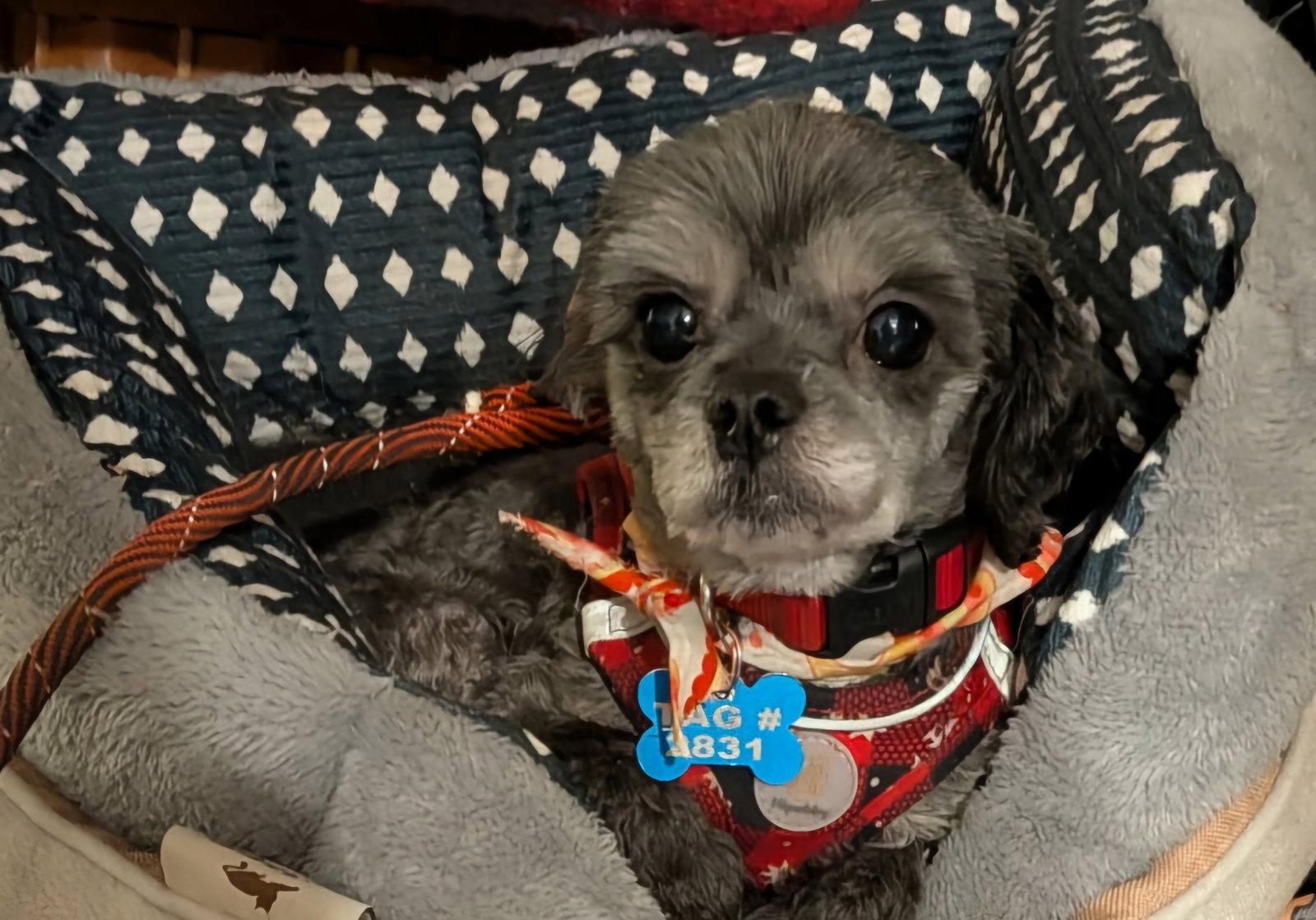 Enlarge Gertie-OS, a Adoptable Shih Tzu in Pataskala, OH image 2/3