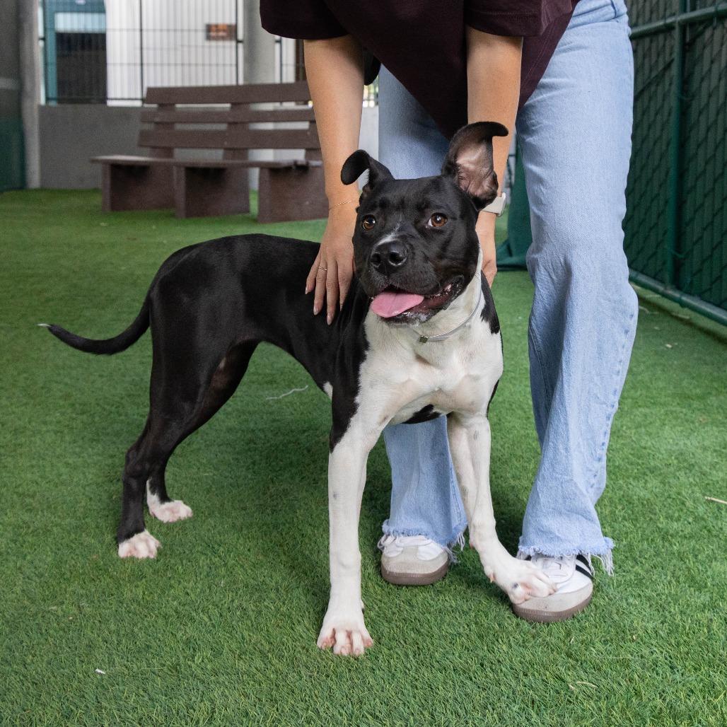 Marlene, Adoptable, Adult Female American Staffordshire Terrier & Dalmatian.