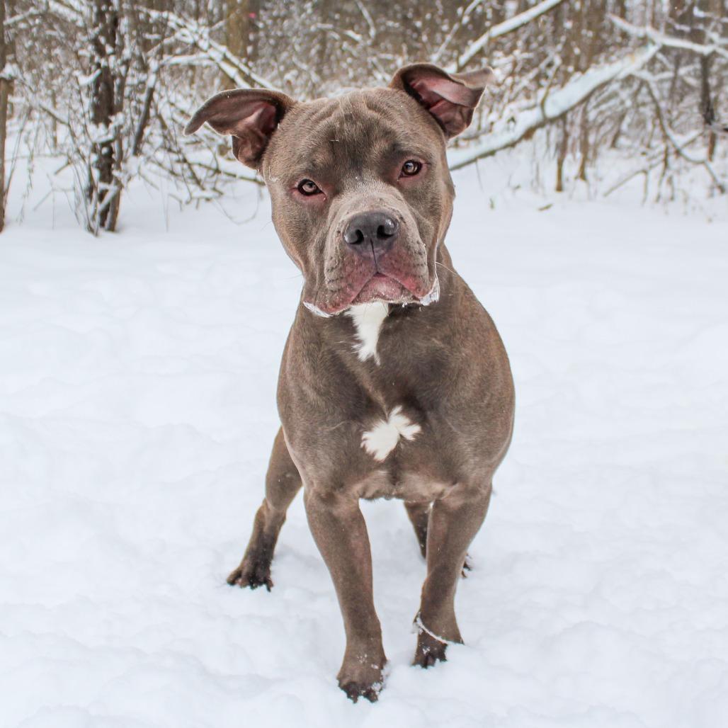 Enlarge Donner 181, a Adoptable Pit Bull Terrier in Canastota, NY image 1/4
