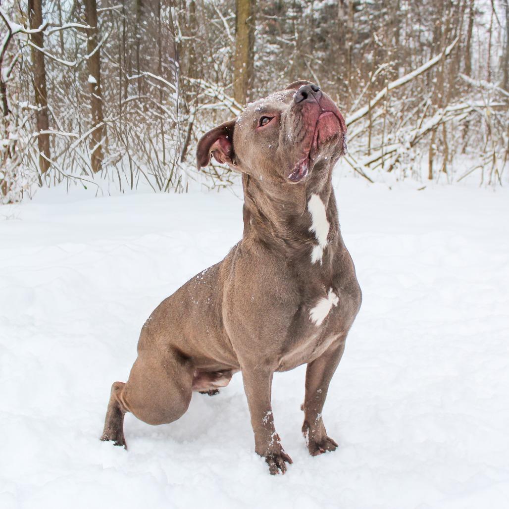 Enlarge Donner 181, a Adoptable Pit Bull Terrier in Canastota, NY image 2/4