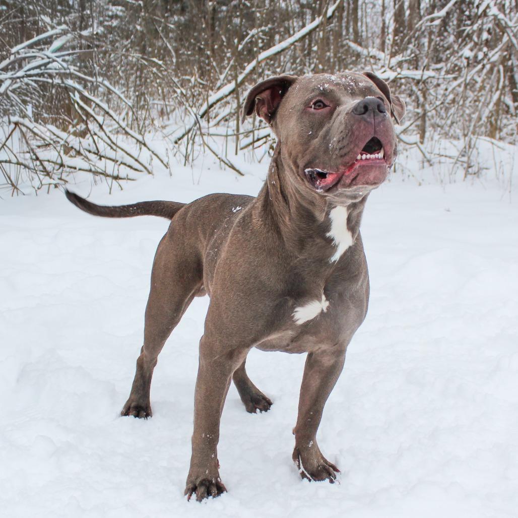 Enlarge Donner 181, a Adoptable Pit Bull Terrier in Canastota, NY image 3/4