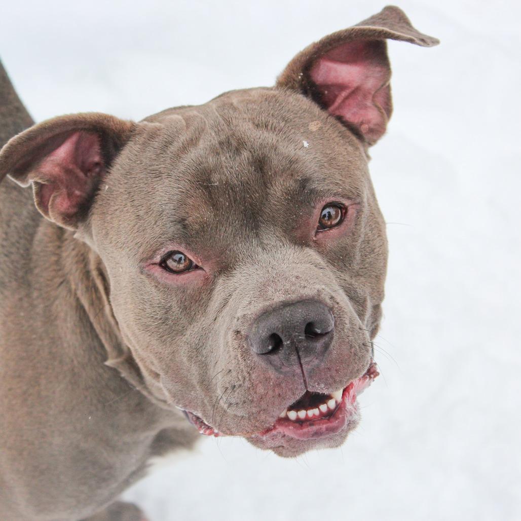 Enlarge Donner 181, a Adoptable Pit Bull Terrier in Canastota, NY image 4/4