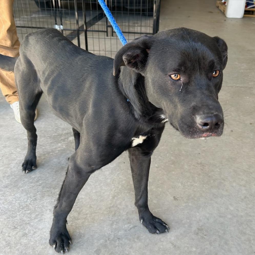 Enlarge Stevie Ray, a Adoptable mixed breed in Carlyle, IL image 1/1