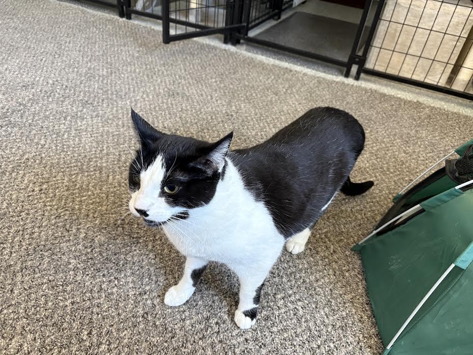Enlarge Delilah, a Adoptable Domestic Medium Hair in Carson City, NV image 2/3