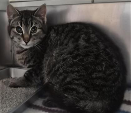 Enlarge Giddy, a Adoptable mixed breed in Simcoe, ON image 1/2