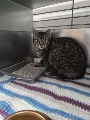 Enlarge Giddy, a Adoptable mixed breed in Simcoe, ON image 2/2