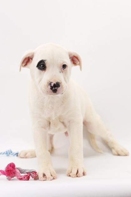 Pongo — thumbnail 2