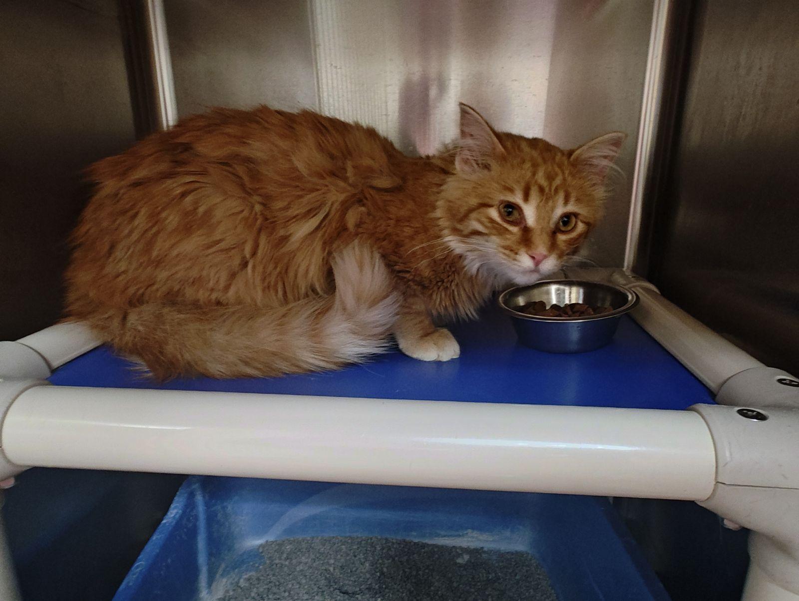 Enlarge Simba , an adopted Domestic Medium Hair in Wahpeton, ND image 2/2