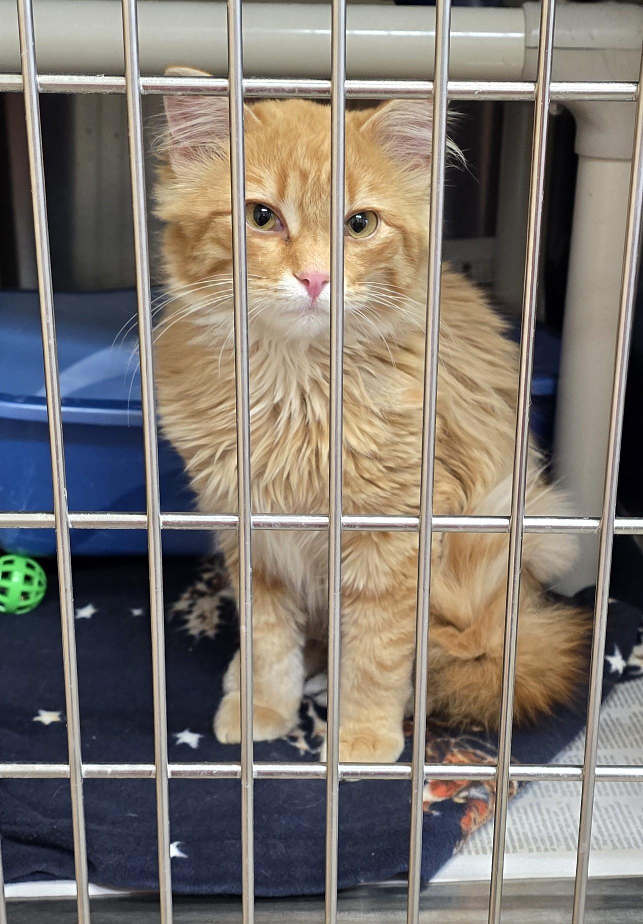 Enlarge Simba , an adopted Domestic Medium Hair in Wahpeton, ND image 1/2