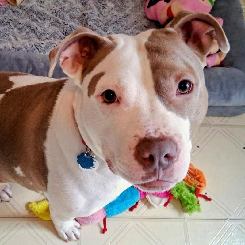 Mocha, Adoptable, Young Female American Staffordshire Terrier.